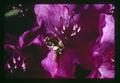 Bee collecting nectar from Rhododendron flower, Oregon, circa 1973