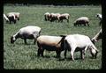 Fat lamb and sheep, Oregon, circa 1970