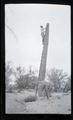 William Finley climbing a cactus