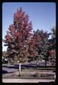 Autumn color on sweetgum trees on Van Buren Street, Corvallis, Oregon, 1966