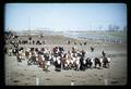 Beef cattle in feedlot, circa 1965