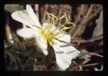 White and yellow flower, Oregon, August 1985