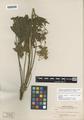 Geranium ornatum A. Nelson