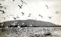 California Gull colony