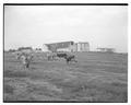 View of the college dairy barn showing a concrete barnyard