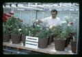 Harrison Dooley spraying roses in greenhouse, USDA Pesticide Regulation Division, 1967