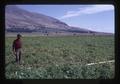 "Carter" in potato field, Klamath Falls, Oregon, 1972