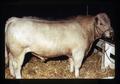Charolais bull in best herd of six, Oregon State Fair, Salem, Oregon, circa 1973