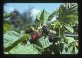 Closeup of marionberries, Corvallis, Oregon, 1975