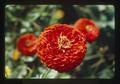 Closeup of reddish-orange zinnia, Oregon, 1975