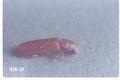 Lyctus cavicollis (Western powerpost beetle)