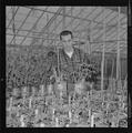 Working with plants in greenhouse, Fall 1962
