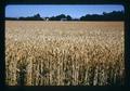 Wheat field and farmstead near Peoria, Oregon, circa 1973