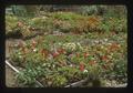 Flats of flowers, Oregon, 1975