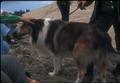 Lassie in the Dunes preparation for movie